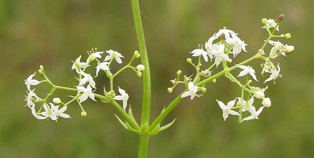 Galium mollugo